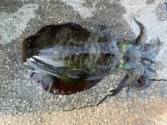 アオリイカの釣果