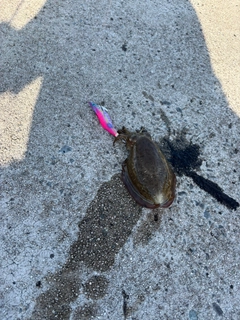 コウイカの釣果