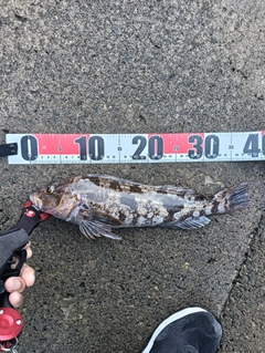 アイナメの釣果