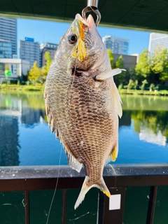 キビレの釣果