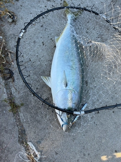 イナダの釣果