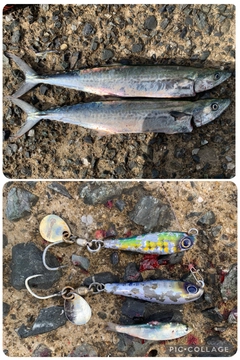 サゴシの釣果