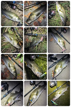 シーバスの釣果