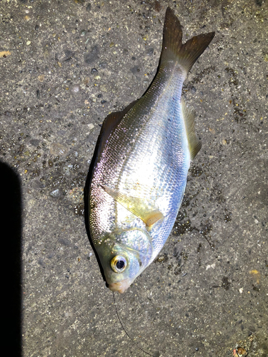 ウミタナゴの釣果