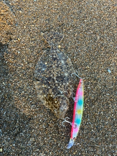 ソゲの釣果