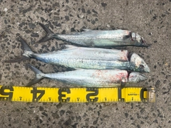 サゴシの釣果