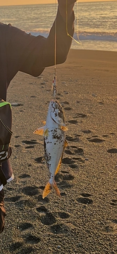 カンパチの釣果