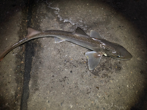 ホシザメの釣果