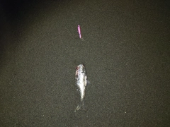 コノシロの釣果