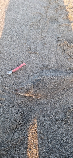 ヒラメの釣果