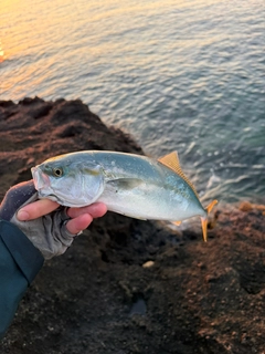 ワカシの釣果