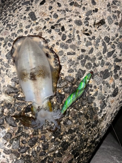 アオリイカの釣果