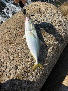 ハマチの釣果