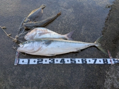 ブリの釣果