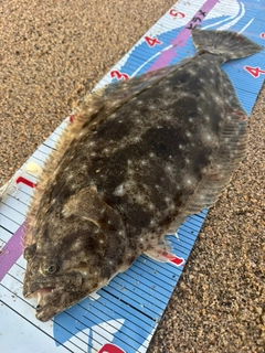 ヒラメの釣果