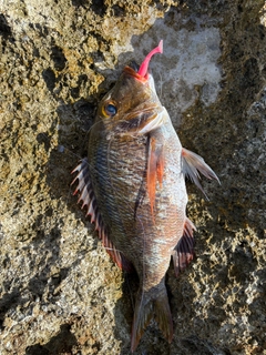 イソフエフキの釣果