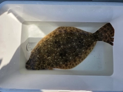 ヒラメの釣果