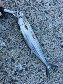 サゴシの釣果