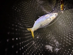 コノシロの釣果