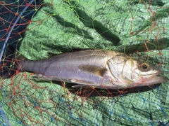 セイゴ（マルスズキ）の釣果