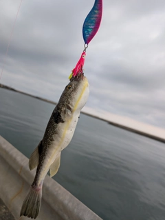 クサフグの釣果