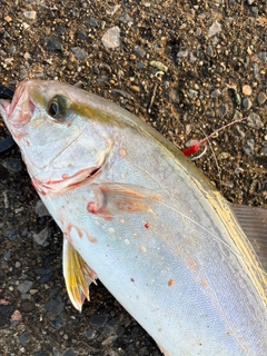 ショゴの釣果