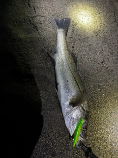 スズキの釣果