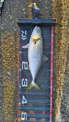 イナダの釣果