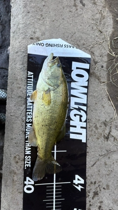 ラージマウスバスの釣果