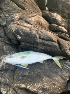 イナダの釣果