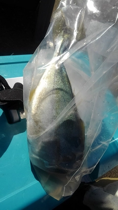 ツバイソの釣果