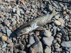 ボラの釣果