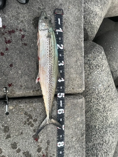 サワラの釣果