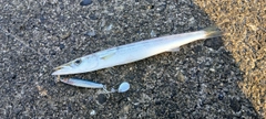 カマスの釣果