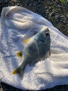 キビレの釣果
