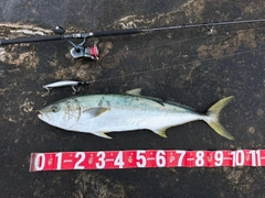 ヒラマサの釣果