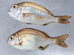 チャリコの釣果