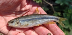 カワムツの釣果