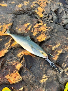 ブリの釣果