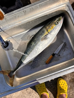 ブリの釣果