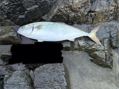 ワラサの釣果