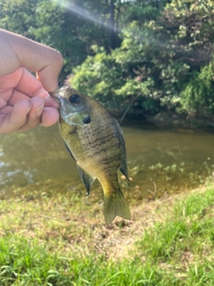 ブルーギルの釣果
