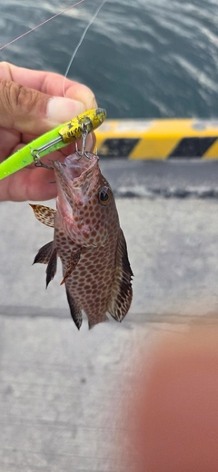 オオモンハタの釣果