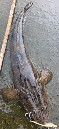 マゴチの釣果