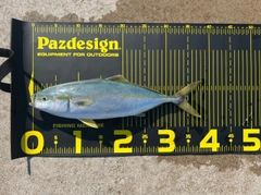 ワカシの釣果