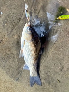 ヘラブナの釣果