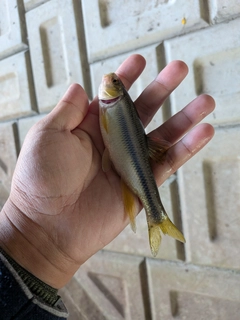 カワムツの釣果
