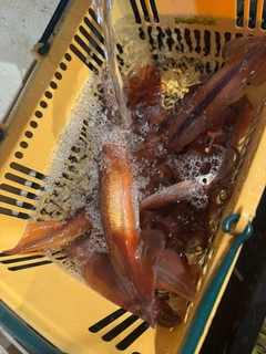 マイカの釣果