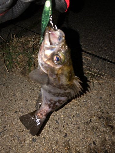 メバルの釣果