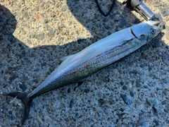 サゴシの釣果